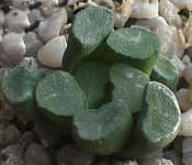 Haworthia