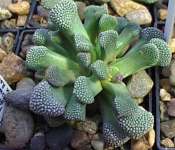 Titanopsis